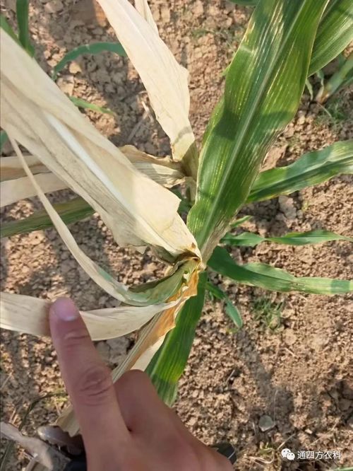 ���쵽��(l��i)��������ģʽ���_(k��i)������(du��)������ɶΣ��������A(y��)����